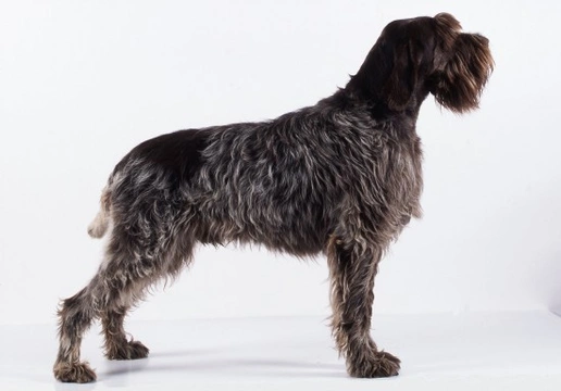 Black wirehaired sale pointing griffon