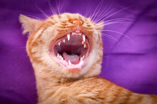 Zuby koček
