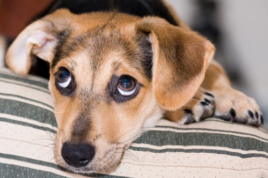 How long to let a outlet puppy cry at night