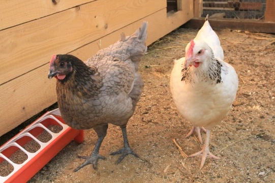 What is Coccidiosis and How Does it Affect Chickens?