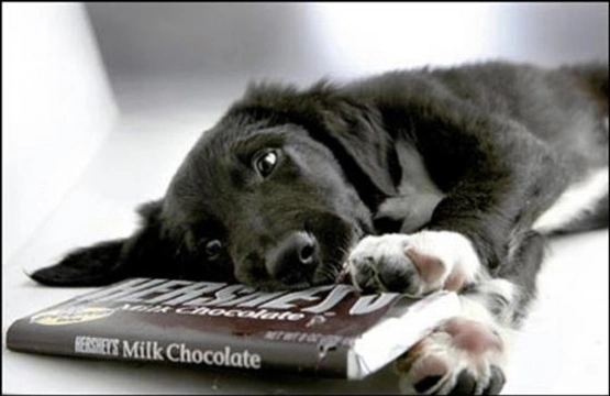 Algunos alimentos son muy peligrosos para los perros (I): Intoxicación por chocolate