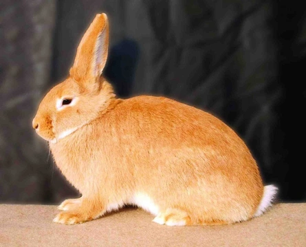 Střední plemena králíků v našich chovech VI. Burgundský králík