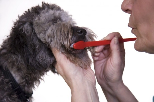 The Importance of Looking After Your Dog's Teeth