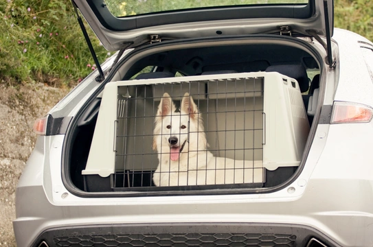 Tips for travelling with a dog crate this summer