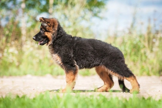 Why do some pedigree dog owners sell non-KC registered puppies?