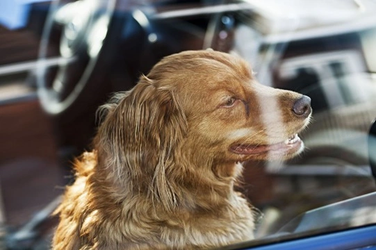 What You Should Do When You See a Dog or Other Pet in a Hot Car