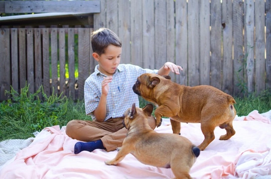 Why might a dog jump up at children but not adults?