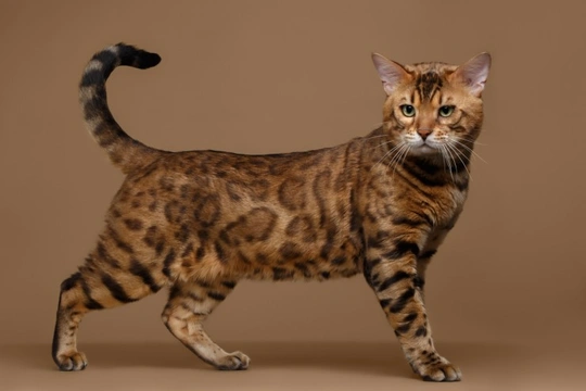 Munchkin Bengal Cat Mix: Breed Info, Care Guide, Pictures & Traits