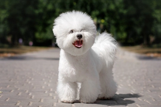 Bichon store frise pedigree