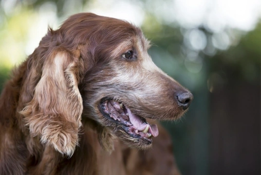 Older dogs hotsell in heat