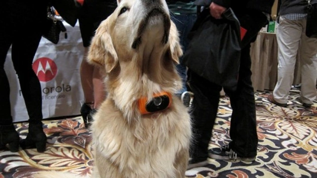 El Smartphone para perros tiene forma de collar