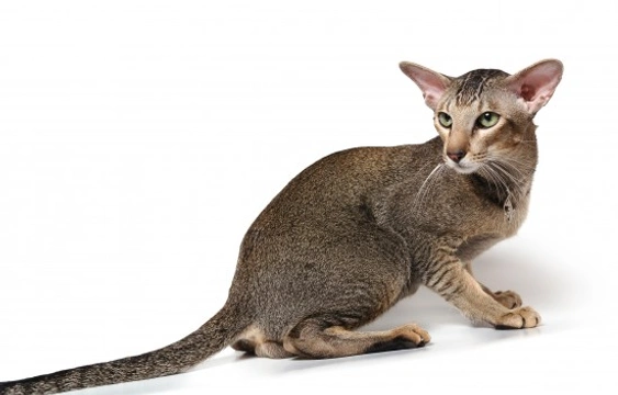 An introduction to the various Thai cat breeds