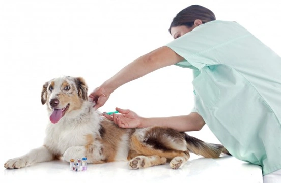 Canine Inoculation