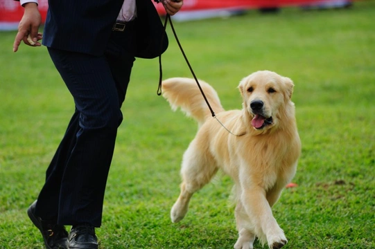 What is double handling, and why is it banned at Kennel Club dog shows?