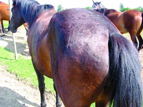 Koňský domácí lékař 15: Ekzémy a vyrážky