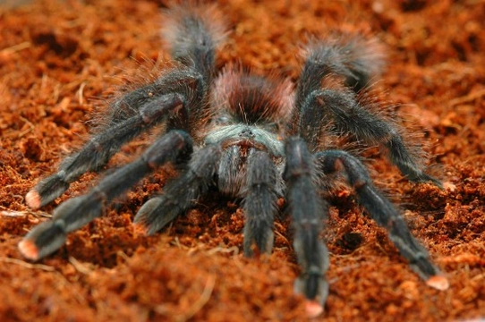 8 top facts about spiders that you might not know