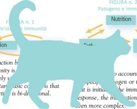 Come l'alimentazione influisce sull'immunità nei gatti - parte 1