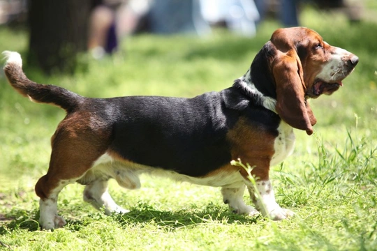 Healthy store basset hound