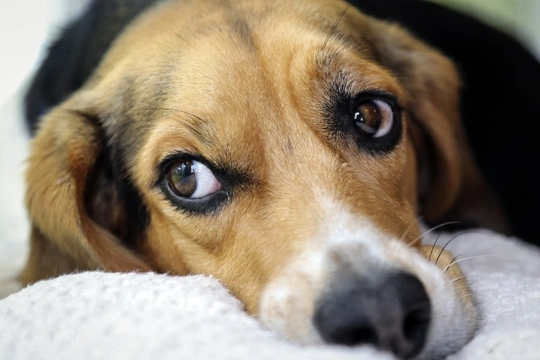 Why might your dog suddenly become lethargic?
