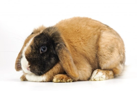 Is Your Rabbit Overweight or Maybe Obese?