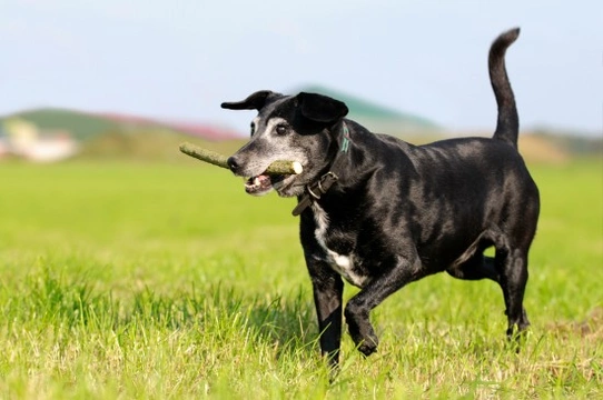 Does Nutrition Play a Role in Treating Kidney Disease in Dogs