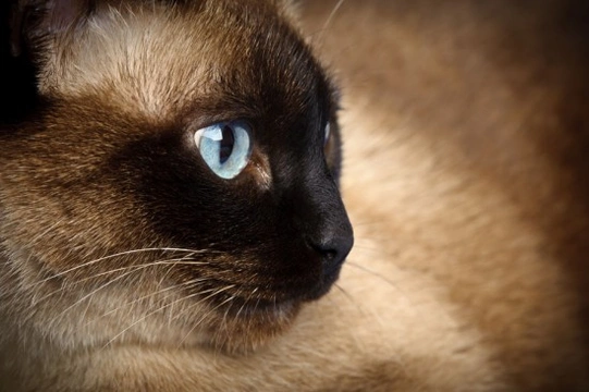 Progressive Retinal Atrophy (PRA) In Cats | Pets4Homes