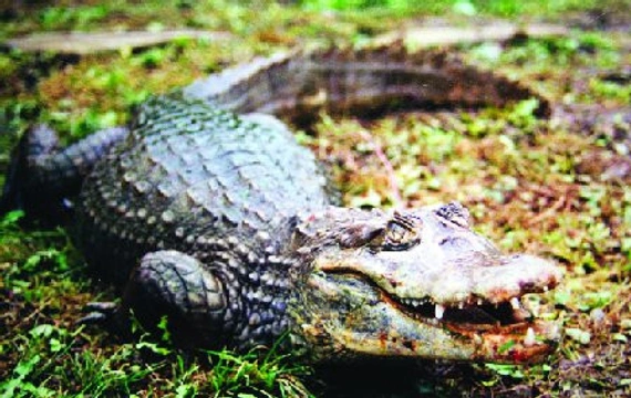 Kajman brýlový (Caiman crocodilus)
