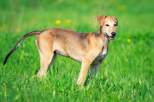 Rare sighthound hot sale breeds