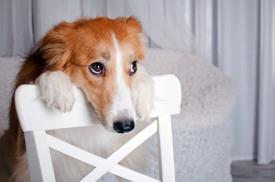 Can Dogs Make Owners Feel Guilty?