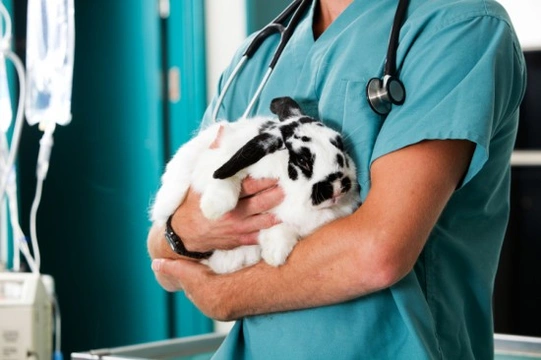Myxomatosis in Rabbits