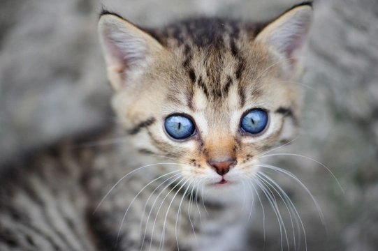When Does a Kitten's Eyes Change Colour?
