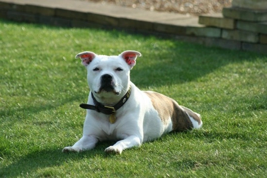 Do Staffordshire Bull Terriers make good pets for families?