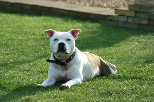 English staffy best sale x bull terrier