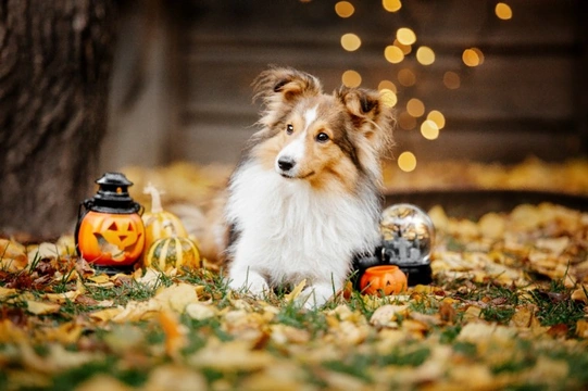 Five things that can have an impact on your dog at Halloween that you might not have thought about