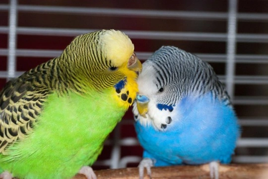 Showing Budgies for Beginners