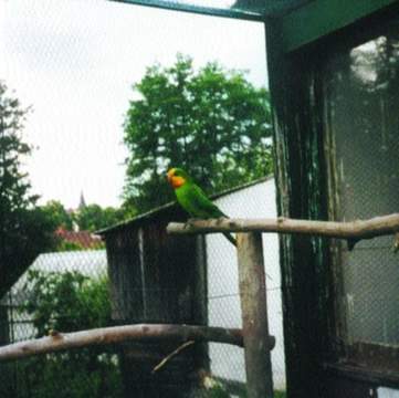 Chov papouška nádherného