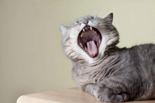 8 Dental Problems To Look Out For in Cats