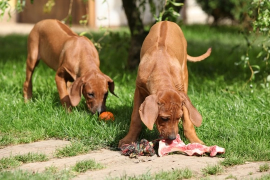 Four feeding suggestions for dogs given the BARF diet
