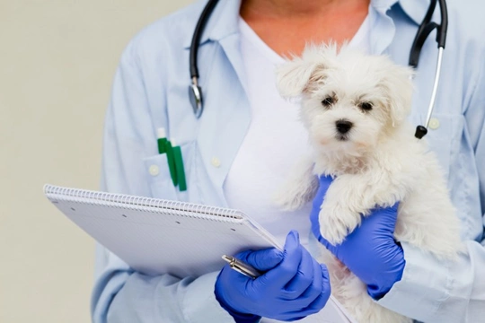 When should I take my puppy for their first vet checkup?