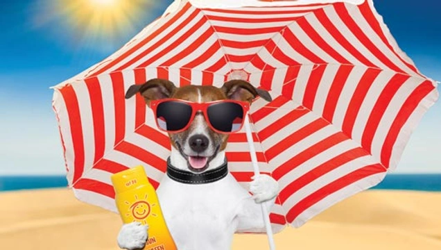 Bescherm uw hond tegen de zon met zonnebrand