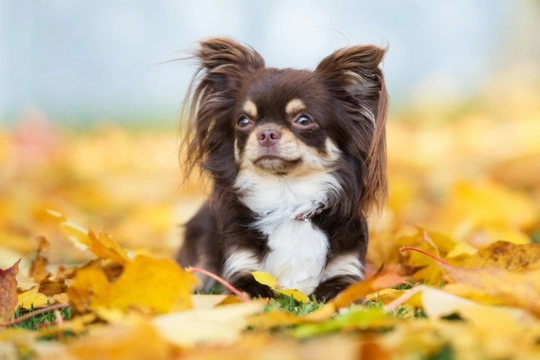 Keeping your dog safe on Guy Fawkes night or bonfire night