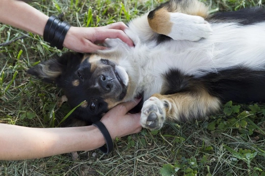 Can dogs be ticklish?