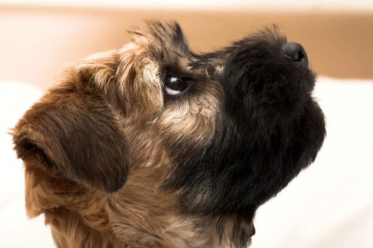 Soft coated wheaten terrier hereditary health and longevity