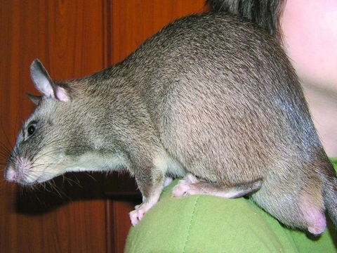 Krysa obrovská (Cricetomys gambianus) iFauna