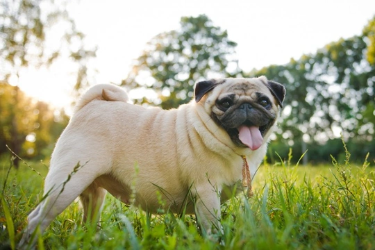 Six health conditions behind unexplained canine weight gain