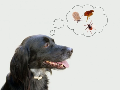 What’s biting - Seven biting and stinging insects that may target your dog
