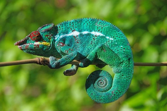 Chameleons - the amazing technicolour pet!