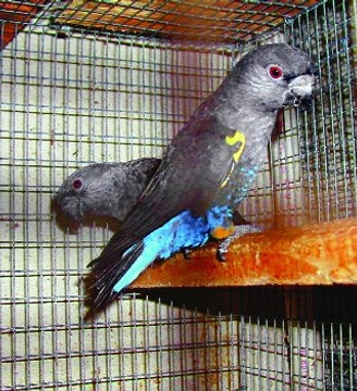 Papoušek hnědý - Poicephalus rueppellii