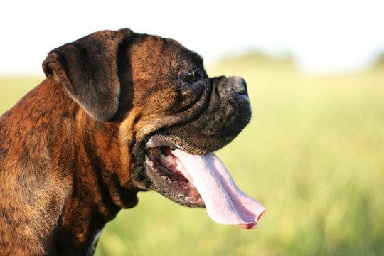 Seven fascinating facts about your dog’s saliva