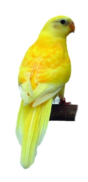 Papoušek zpěvavý (Psephotus haematonotus), 2. část – Koupě papouška